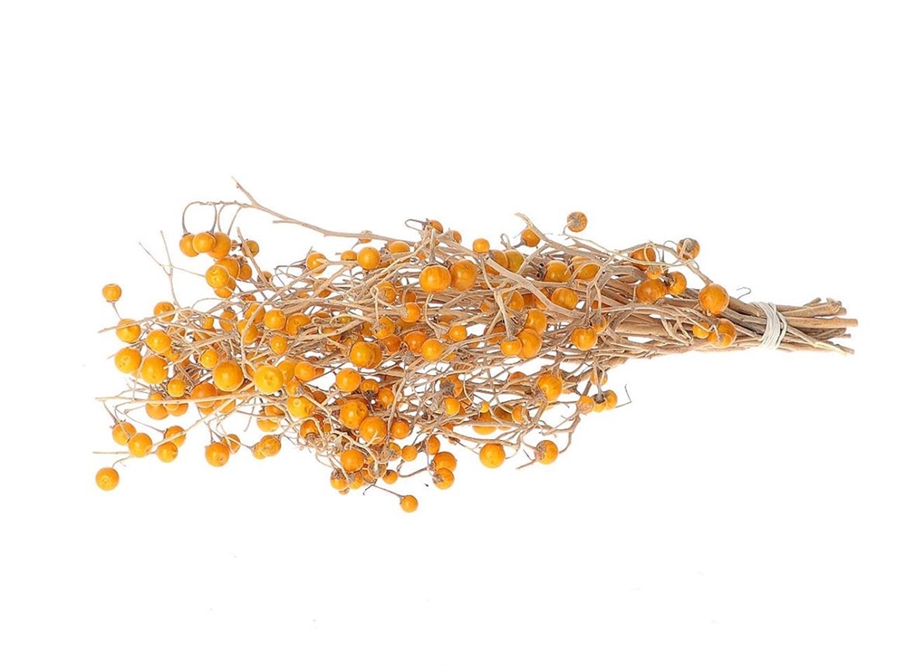 Solanum Seco Natural Amarillo 40cm 125g