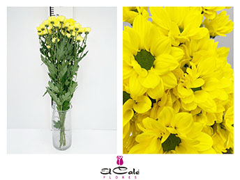 Margarita Nac. Bacardi Copa 70cm