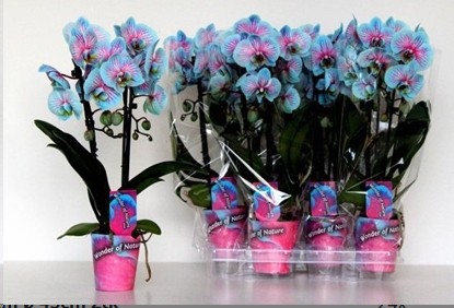 P. Phalaenopsis Ov. Azul Bicolor 9/45cm  x6  2-T