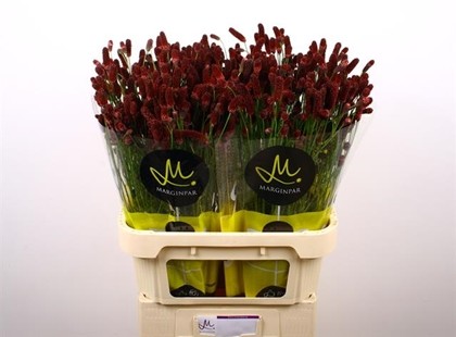 Sanguisorba Officinalis Red Dream 70cm "T25"