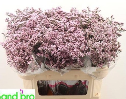 Limonium Hol. Saf. Oshi Pink 60cm 25gr "T25" Rs