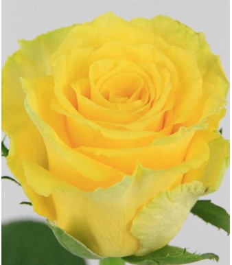 Rosa Hol. Good Times 60cm x10