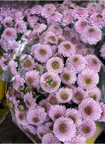 Margarita Nac. Doria Pink 75gr