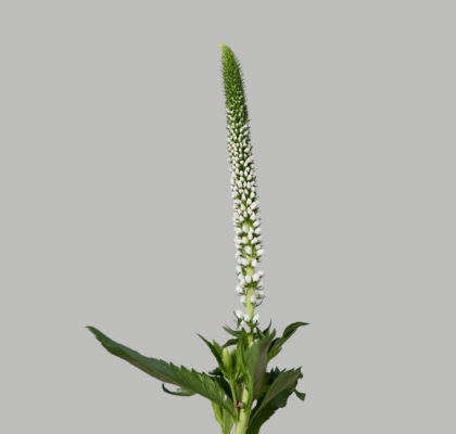 Veronica Smart Luna 50cm "T25" Bl.