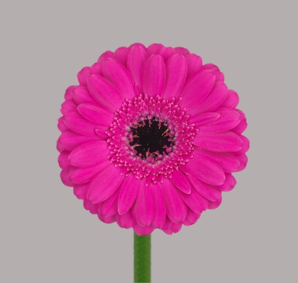 Gerbera Mini Hol. Anna Fu "T20" (7 Dias - 2�)