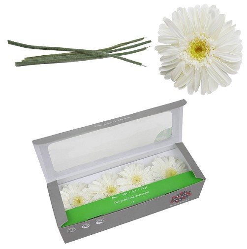 Gerbera Preservada Blanca con Tallo (4 Cabezas) 8x23Hcm