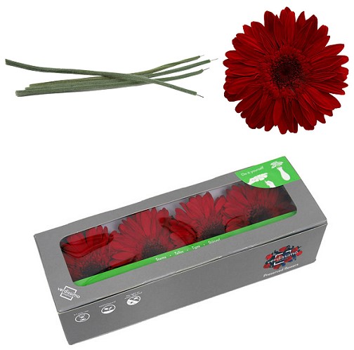 Gerbera Preservada Roja con Tallo (4 Cabezas) 8x23Hcm