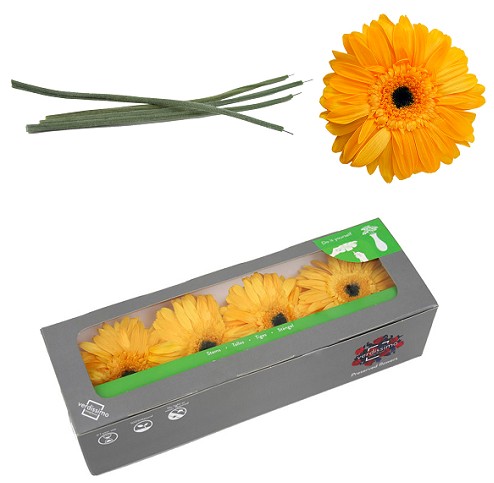 Gerbera Preservada Amarilla con Tallo (4 Cabezas) 8x23Hcm