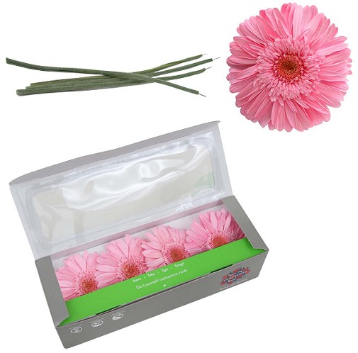 Gerbera Preservada Rosa con Tallo (4 Cabezas) 8x23Hcm