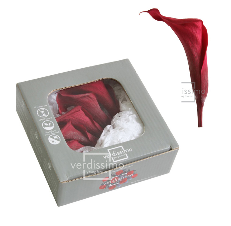 Calla Preservada Rojo Vino (5 Cabezas) 7-9cm