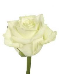 Rosa Hol. White Naomi 55cm B1