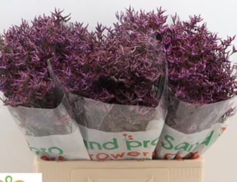 Limonium Hol. Saf. Dark Blue 60cm 25gr "T25"