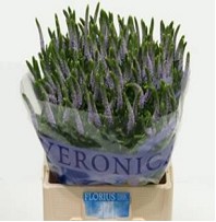 Veronica Smart June 50cm "T25" Malva (7 Dias - 2�)