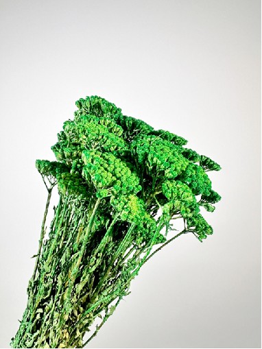 Achilea Preservada Verde 35cm 100g