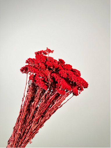 Achilea Preservada Roja 35cm 100g