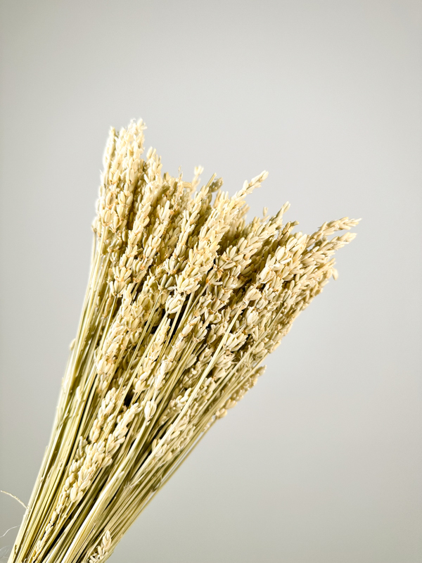 Lavanda Preservada Blanca 40cm 100g