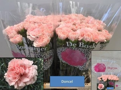 Clavel Col. Select Doncel Rs.