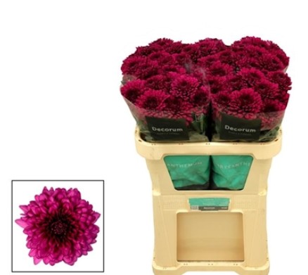 Uniflor Hol. Lamira 80gr Lil.