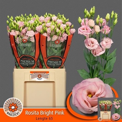 Lisiantus Hol. Rosanno Bright Pink 70cm 55gr x10