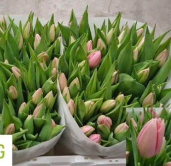 Tulipan Hol. Big Love 40cm Rs.