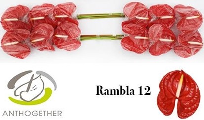 Anthurium Hol. Rambla Rj. 11  "CC16"