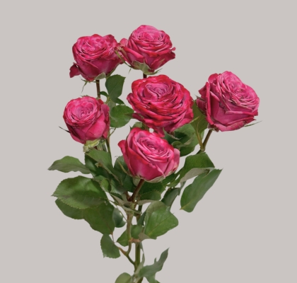 Ramificada Purple queen 60cm