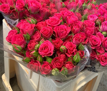 Ramificada Sylvana 50cm.