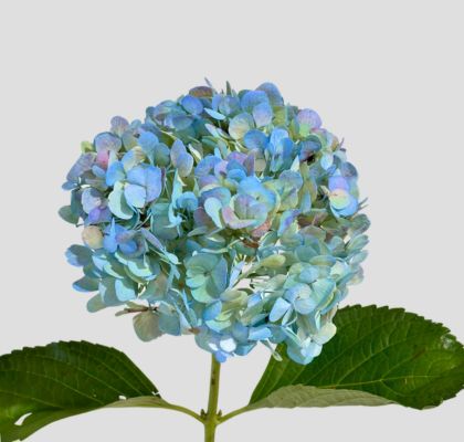 Hortensia Col. Premium Antique Blue 60cm 19cm x5