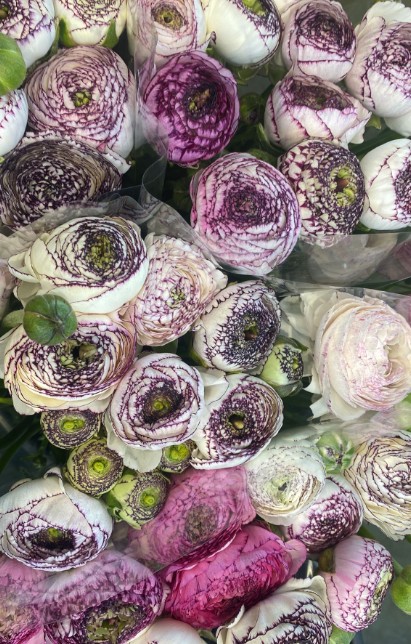 Ranunculos Italia Elegance Cappucino Pink 45cm