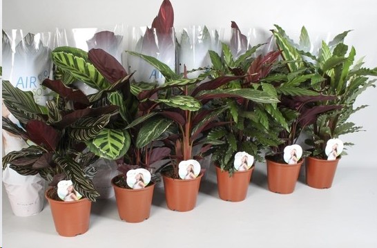 P. Calathea Mixta 14/50cm x10