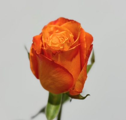 Rosa Ecu. Confidential 40cm Na
