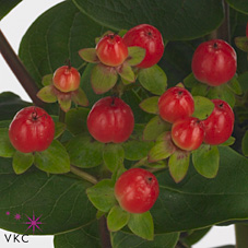 Hypericum Hol. Lightning 50cm "T25" Rj