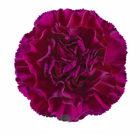 Clavel Col. Fancy Mirage lila