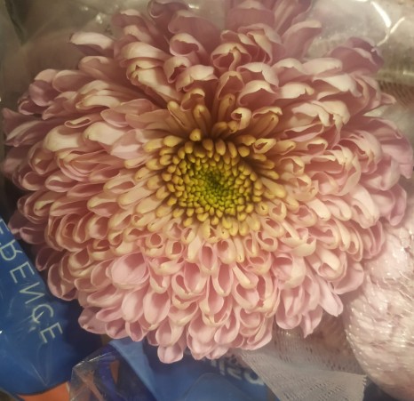 Uniflor Ecu. Empress Rs.