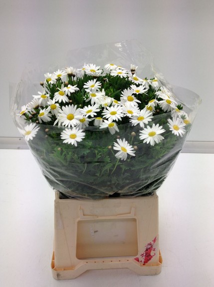 Margherita Leucanthemum Italia 50cm x25