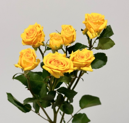 Ramificada Tarantella 40cm Am (7 Dias - 2�)