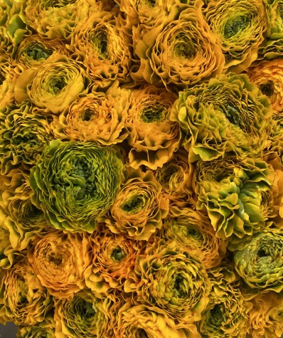 Ranunculos Italia Pon Pon Yellow 45cm