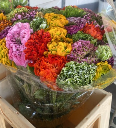 Ranunculos Italia Pon Pon Mixto 45cm "T30"