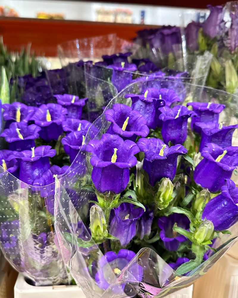 Campanula Hol. M Champion Blue 60cm