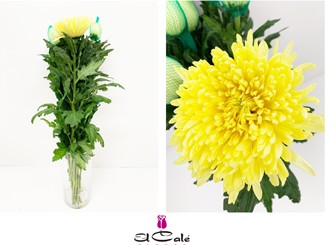 Uniflor Ecu. Magnum Amarillo