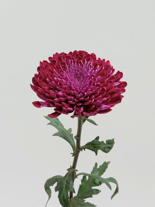 Uniflor Ecu. Gaviria Purple Mo.