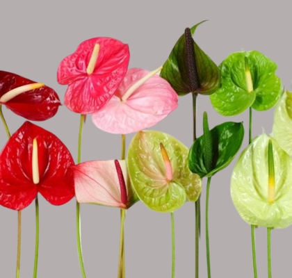 Anthurium Hol. Mixto "CC12" (7 Dias - 2ª)