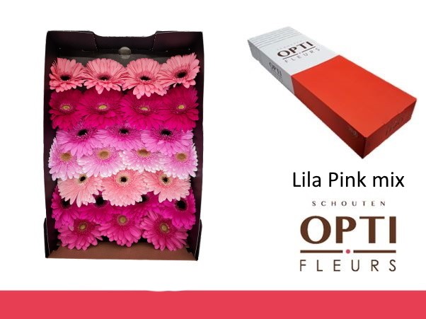 Gerbera Hol. Lila Pink Mix "T25"