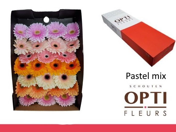 Gerbera Hol. Pastel Mix "T25"