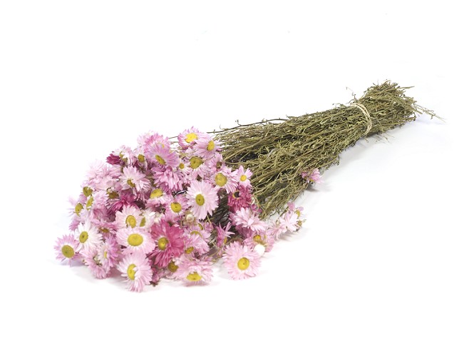 Acroclinium Seco Natural Rosa 50cm 65g