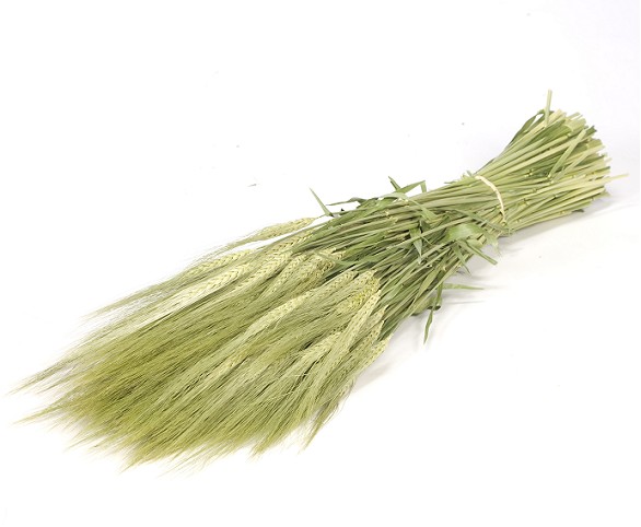 Trigo Seco Hordeum Natural 70cm 180g