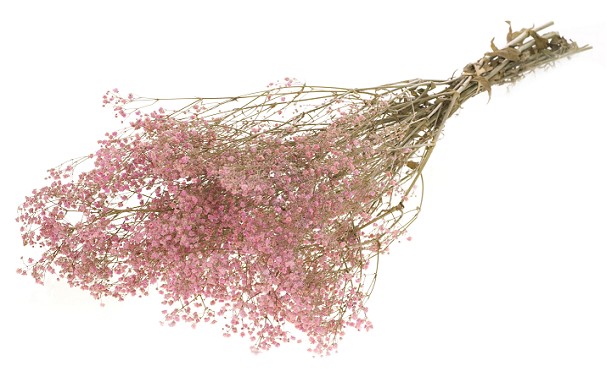 Paniculata Preservada Rosa 70cm 100g