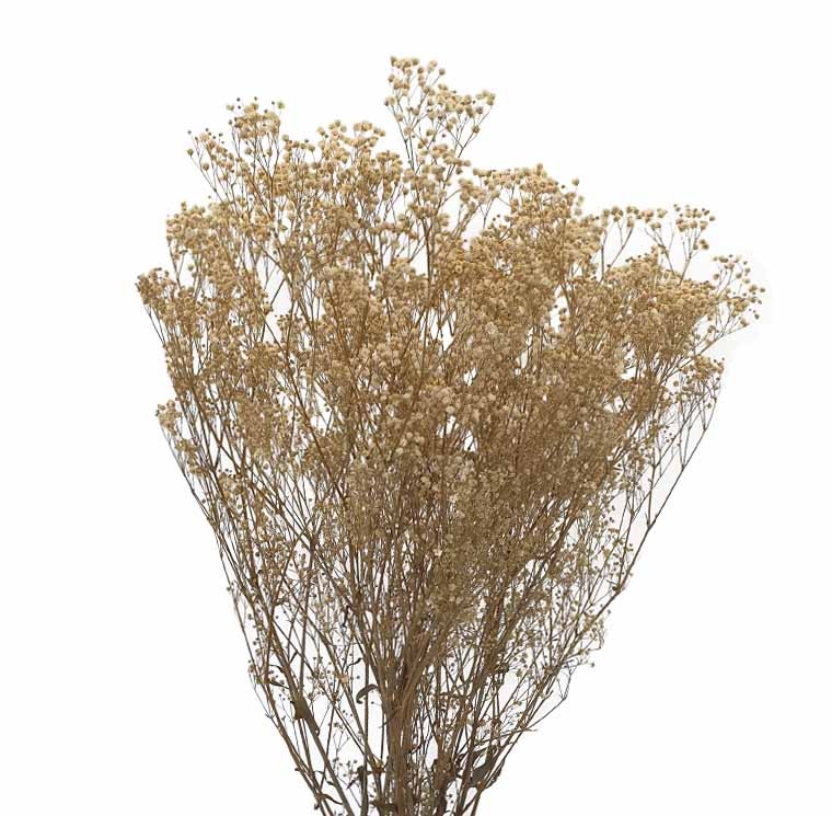 Paniculata Preservada Crema 40/60cm 100g