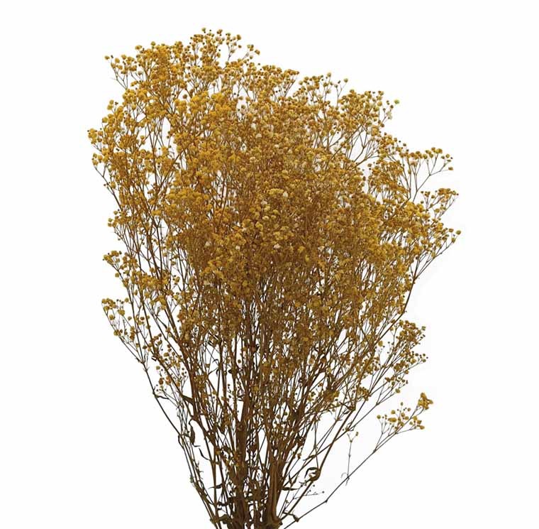Paniculata Preservada Yellow 40/60cm 100g