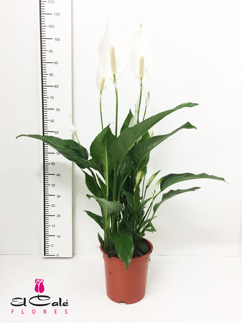P. Spathyfilium Sweet Lauretta 21/95cm 3-Flores x4